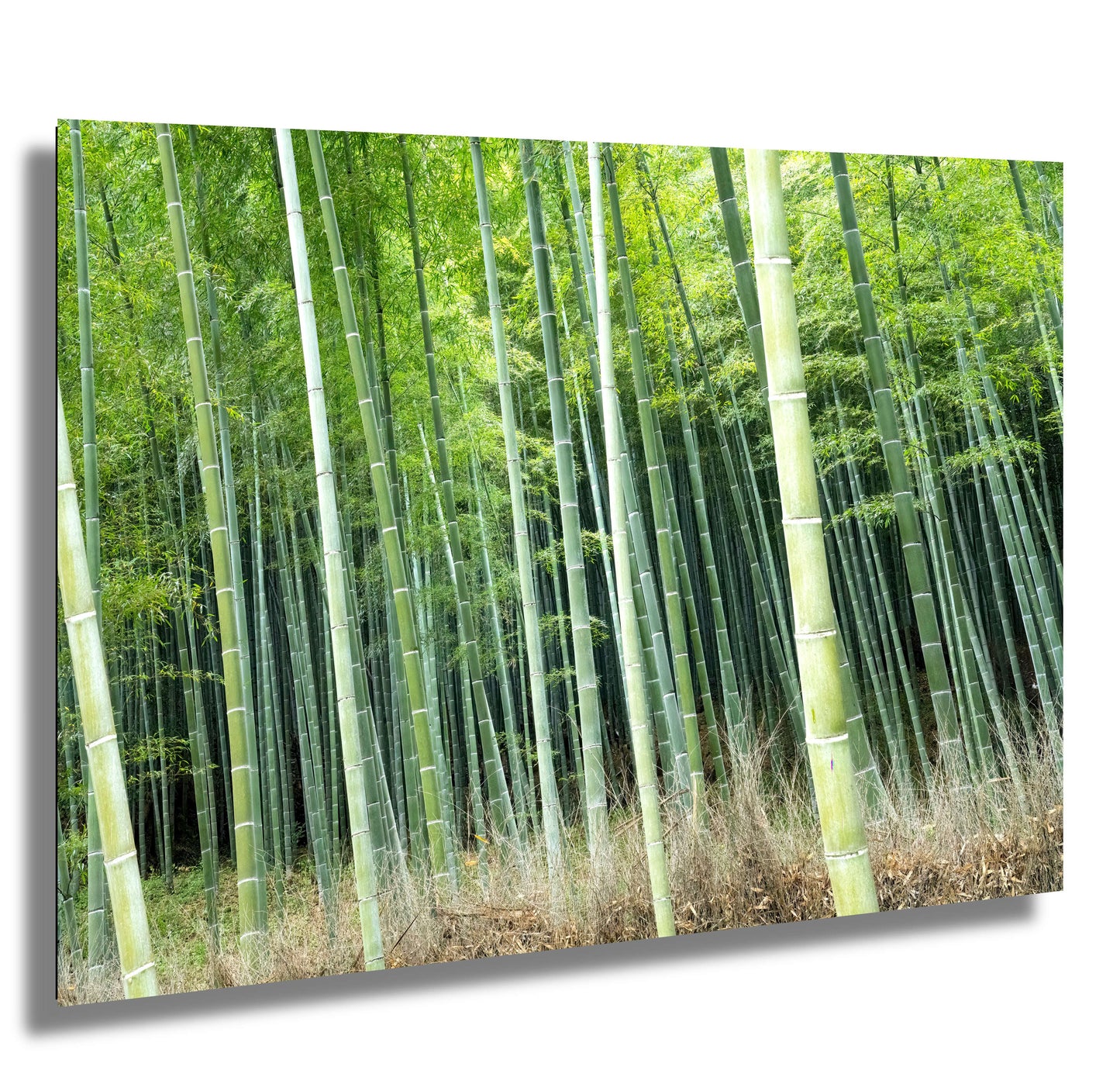 Bamboo Temple Grove Japan