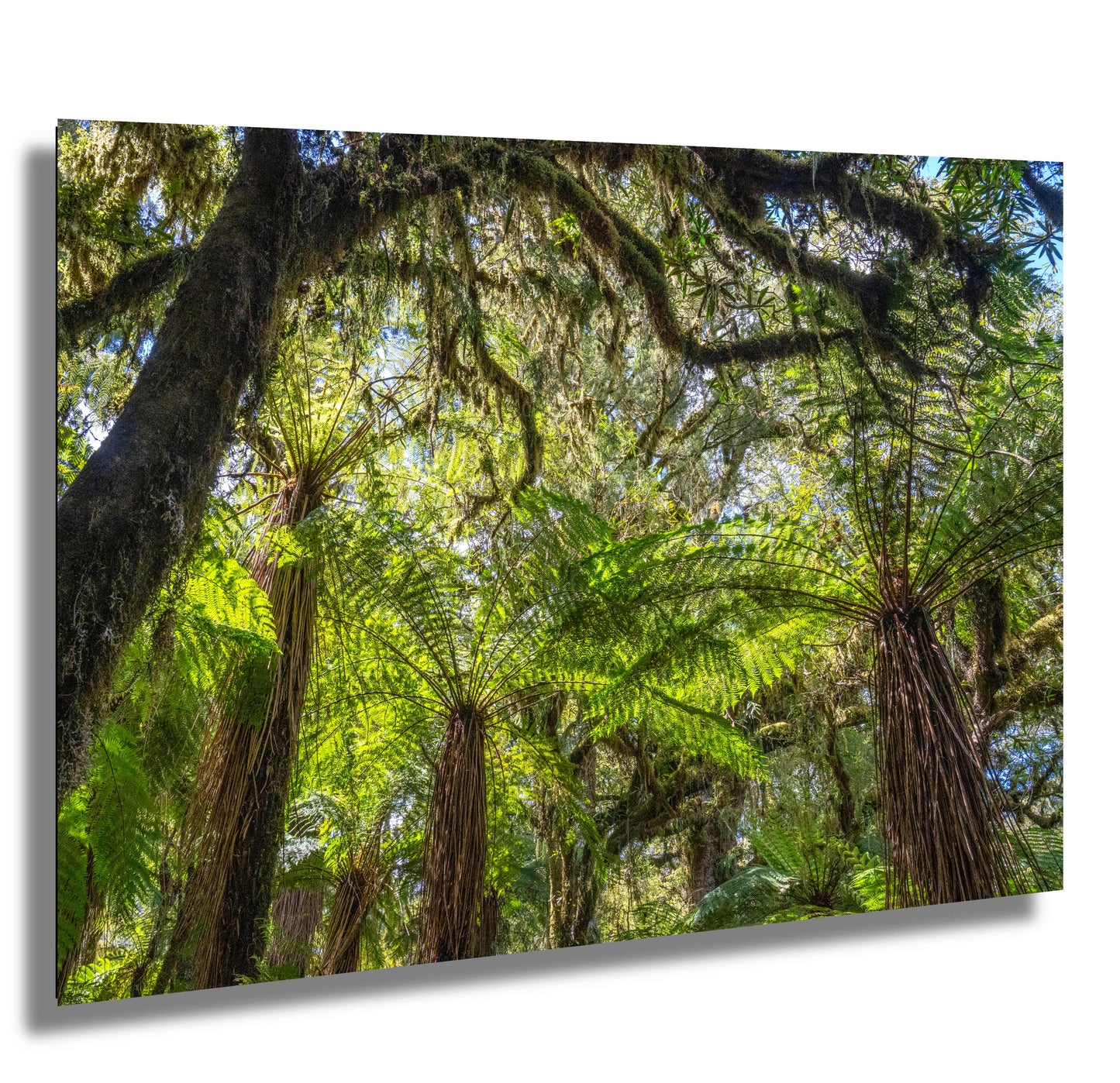 Fern Forest South Island New Zealand