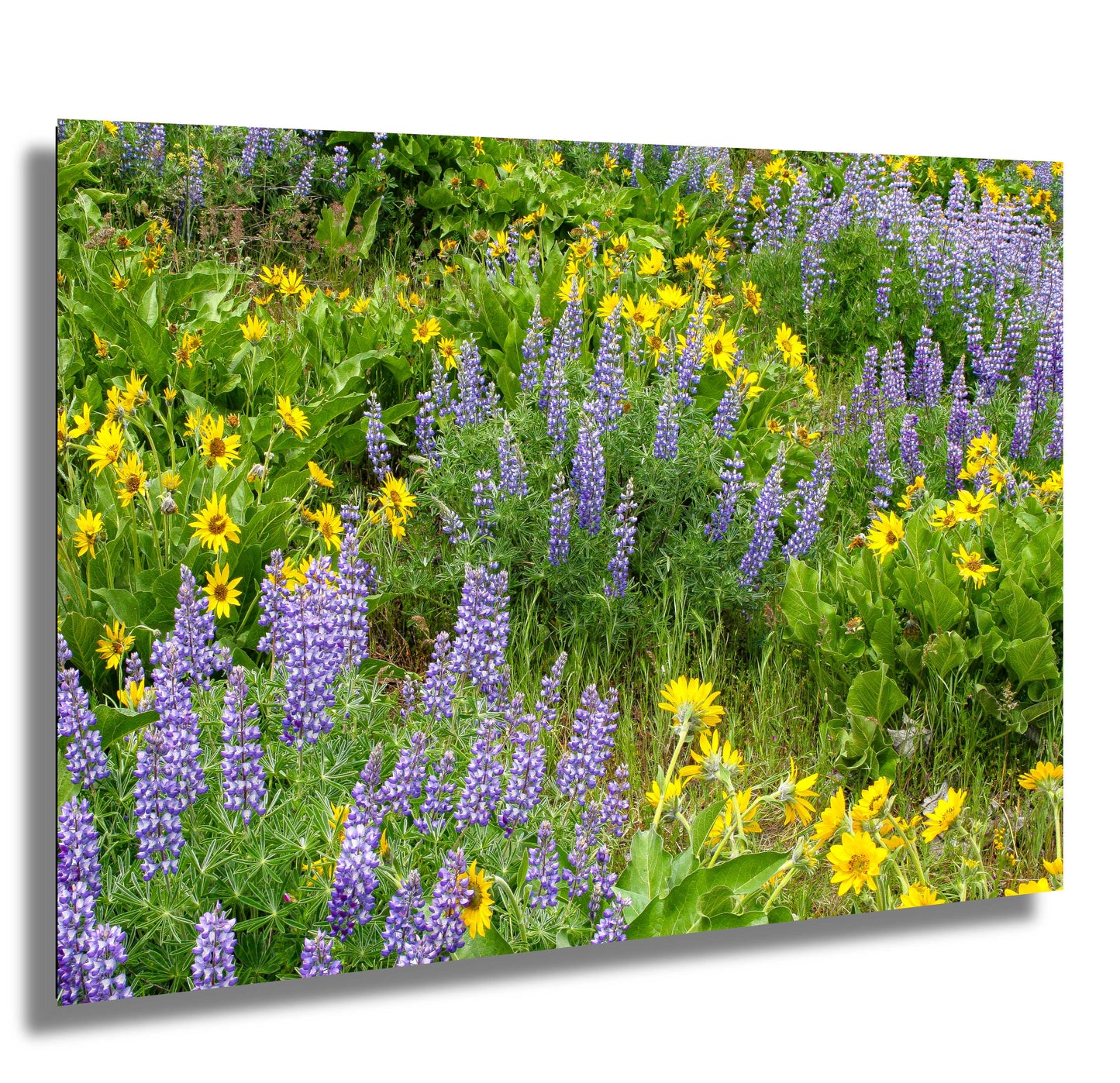 Bloodroot And Lupine Columbia River Valley Oregon