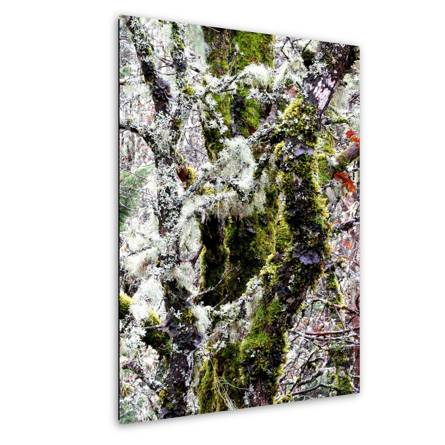 Winter Moss