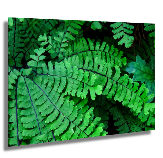 Spring Ferns