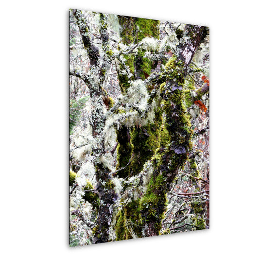 Winter Moss