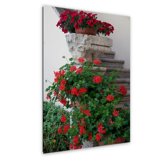 Italy- Begonias