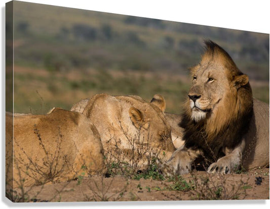 2541349 :: Giclée Stretched Canvas Print