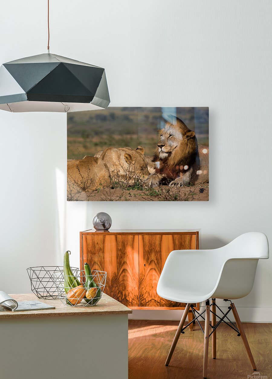 2541349 :: HD Sublimation Metal Print