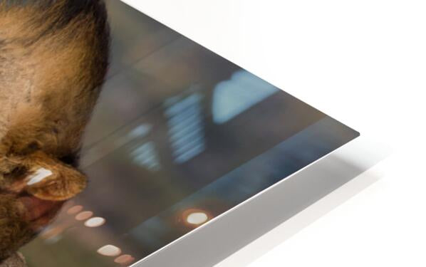 2541349 :: HD Sublimation Metal Print